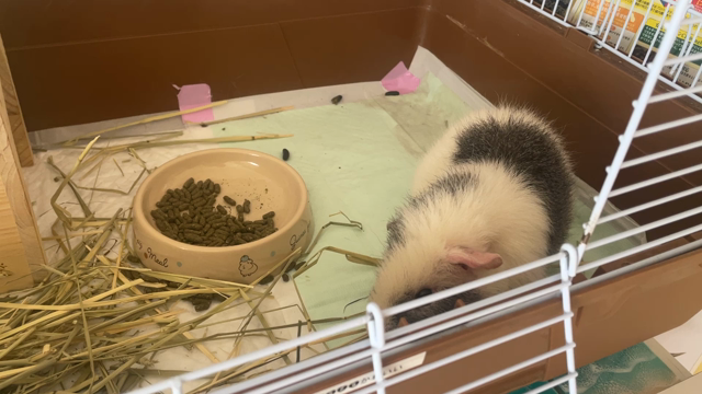 小豚！の記事動画