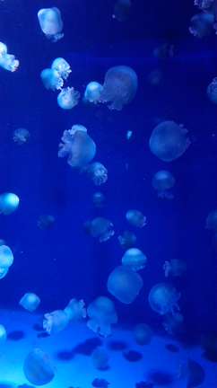 水族館で癒されました♪の記事動画