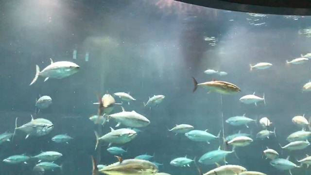 ('-' 鮪)з｢葛西臨海水族園｣('-' 鮪)зの記事動画