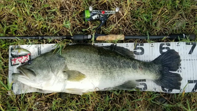 ２週連続でロクマル！夏のギガノト、66cm･4590g 10ポンドモンスター！の記事動画