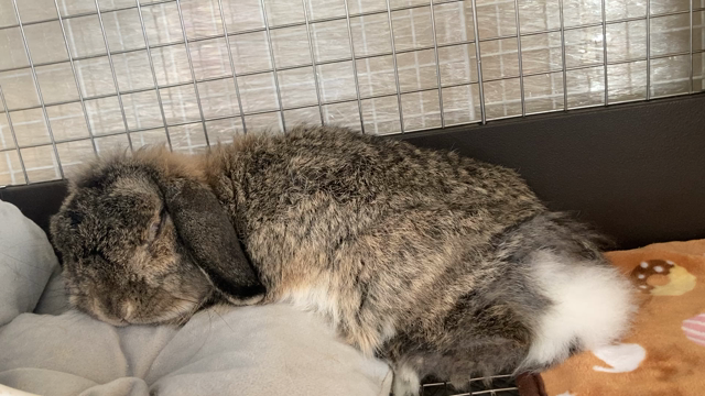 ⭐︎ポカポカでお昼寝中⭐︎の記事動画