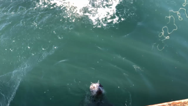 アザラシ編＊ビクトリア。の記事動画