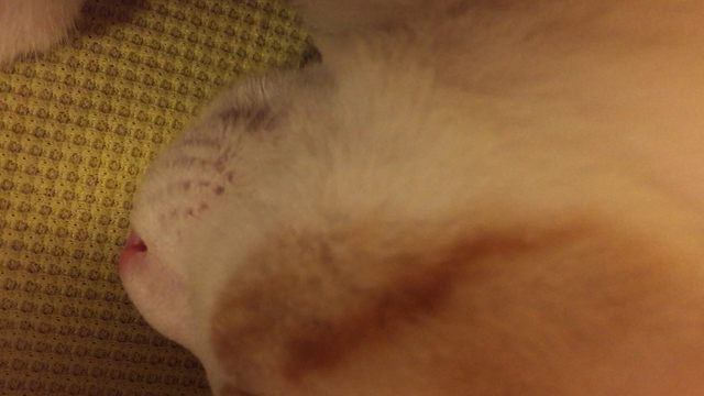 寝顔第二弾❗️の記事動画