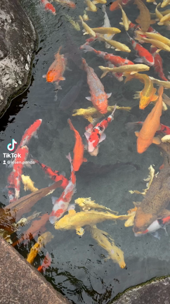 日本庭園の記事動画