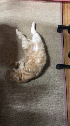 長い長〜いの記事動画