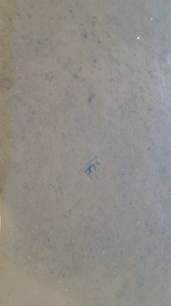 お仕事前に真野川へ♪の記事動画