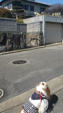 今日の姫たん( ^-^)ノ∠※。.:*:・'°☆の記事動画