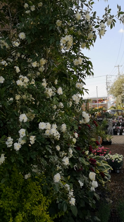 最高！バラは美しいの記事動画