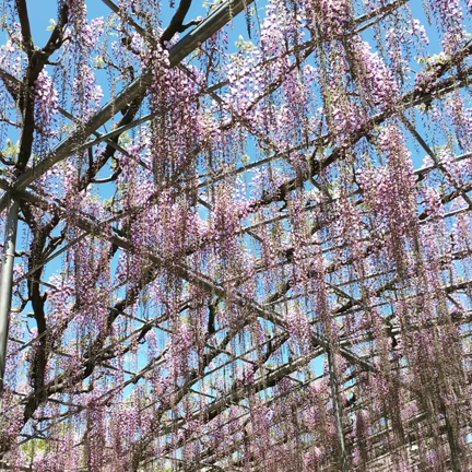 一足先にゴールデンウィーク☆の記事動画