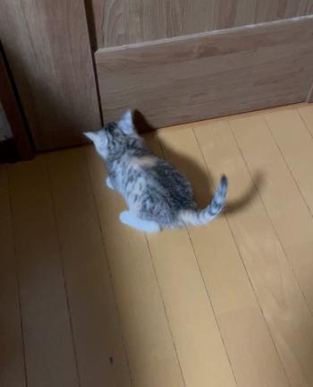 にゃんころさんのプロフィールページ