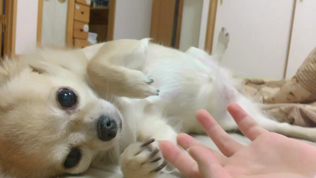 ミュージアムをみたよの記事動画