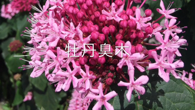 牡丹臭木の記事動画