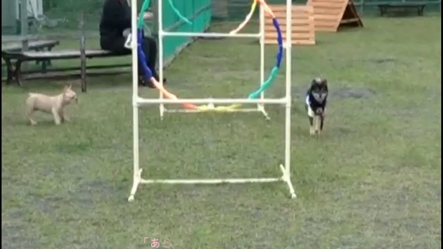 Run awayの記事動画