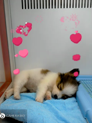 動画祭りです～♪の記事動画