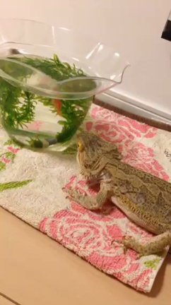 ♡初・動画UP〜♡の記事動画