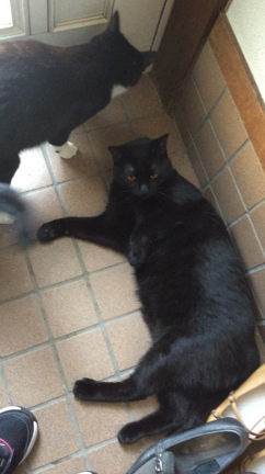 玄関にへばりつくミズキ！の記事動画