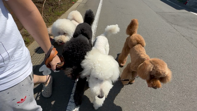 犬と散歩（スタンダードプードル多頭）の記事動画