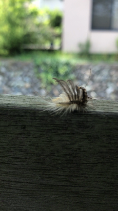 見たことない毛虫(虫苦手な方は見ないでね！)の記事動画