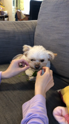 ピーマンの記事動画