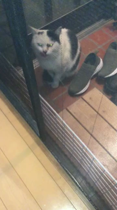 迷い込んできた野良猫①の記事動画