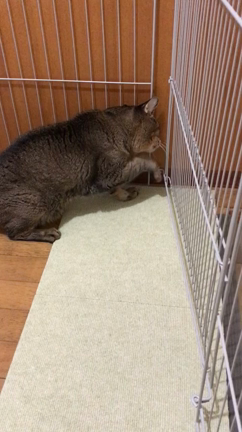 チョメの動画をあげてみます２　音にご注意！の記事動画