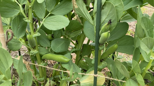 みんなの畑（5月の風景）の記事動画