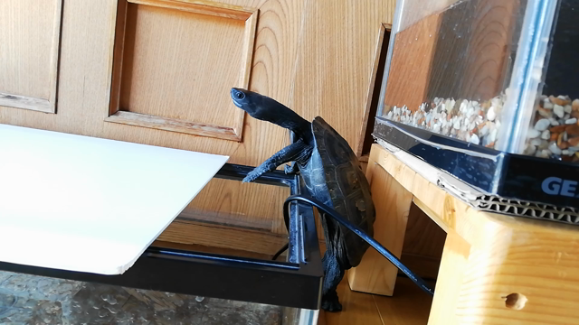 マイ水槽が恋しいの記事動画