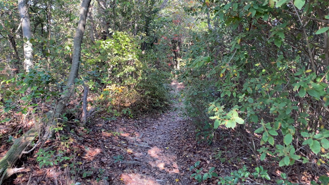 里山ハイキングの成果の記事動画