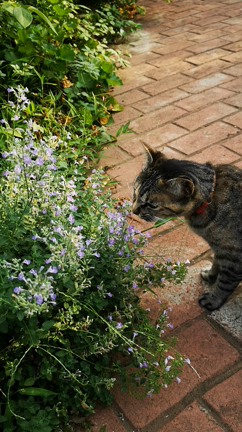 キャットミントが大好きな我が家のネコの記事動画