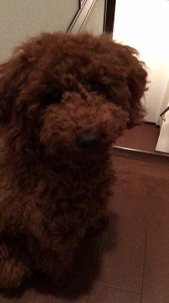 週末は美容鍼♪【京都・山科インディバエステ】の記事動画