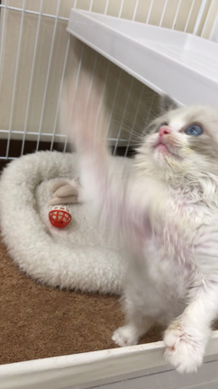ラグドールの子猫の動画の記事動画