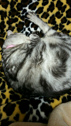 かむいくんの記事動画