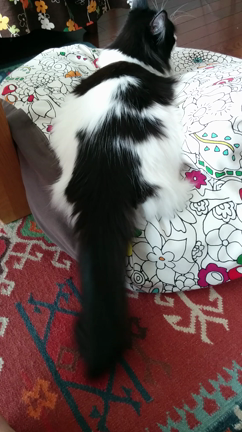 猫のフリフリの記事動画