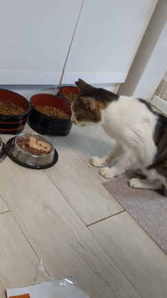 御支援のお礼ですの記事動画