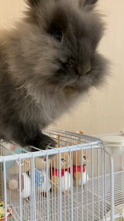 嫁語や！！！の記事動画