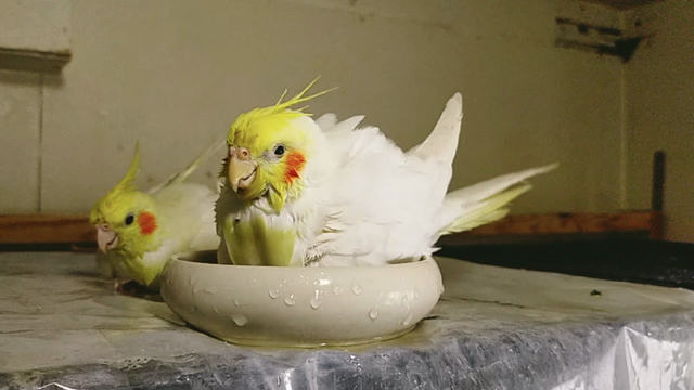 さっぱりの記事動画