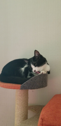 ハチワレのごまの記事動画