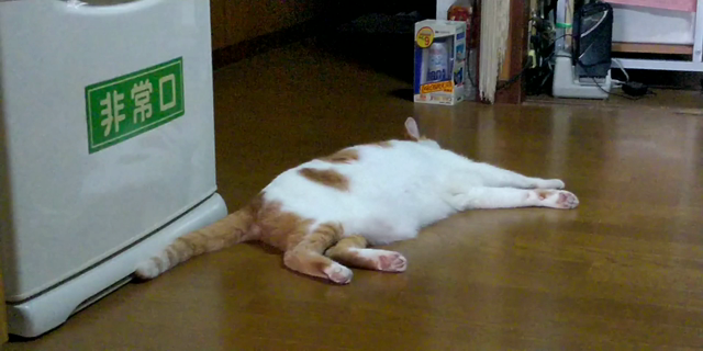 珍客！？の記事動画