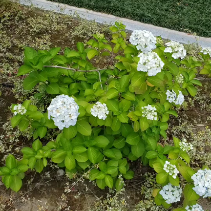 トレンドcolorのシアーシャツでオシャレコーデの記事動画