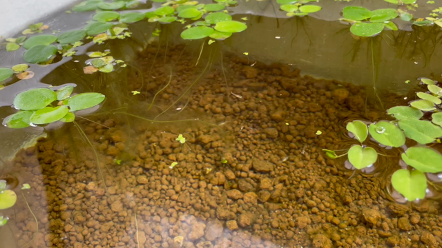 復活♡の記事動画