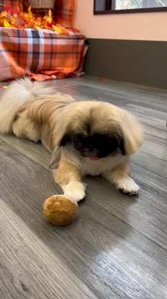 トリミングのお客様⭐︎の記事動画