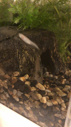 怖い　(ﾟДﾟ;)　※閲覧注意の記事動画