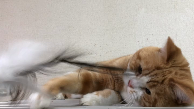 がんもニャンの動画♫の記事動画