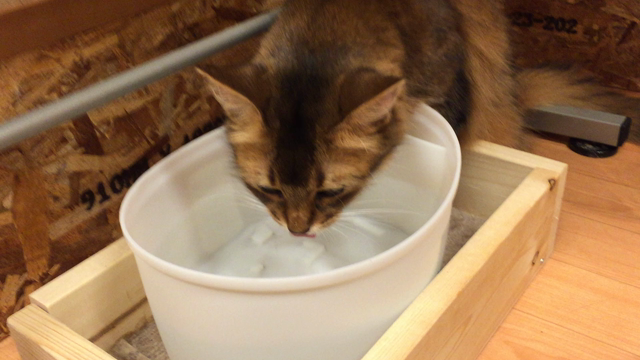 挨拶&amp;猫カフェ&amp;花火❤️の記事動画