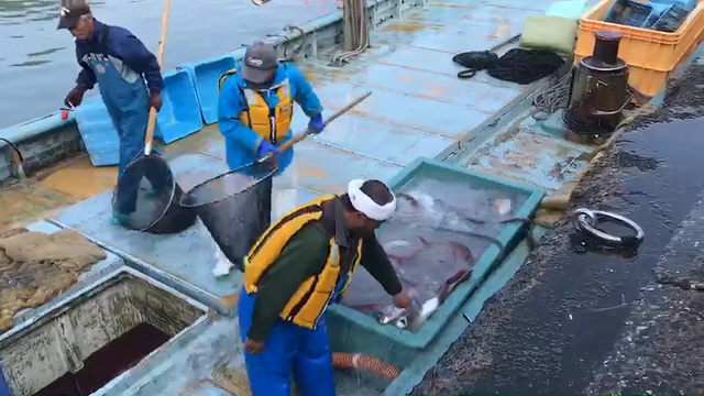【立川南口 九州郷土料理 個室 居酒屋】九州天草の漁の風景を動画でどーぞ！の記事動画