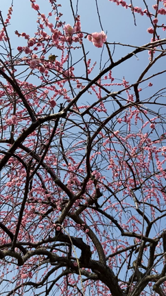 梅を見に♡の記事動画