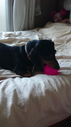 2016/06/03の記事動画