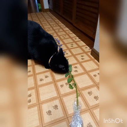 レンとクロエの近況をお知らせします♪︎の記事動画