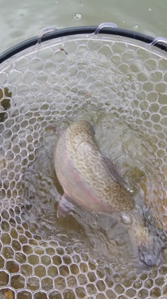 巷で噂の？大物釣場に行って来ましたが。の記事動画