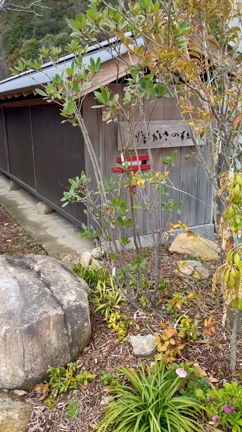 懐かしさの杜　mutsumiの記事動画